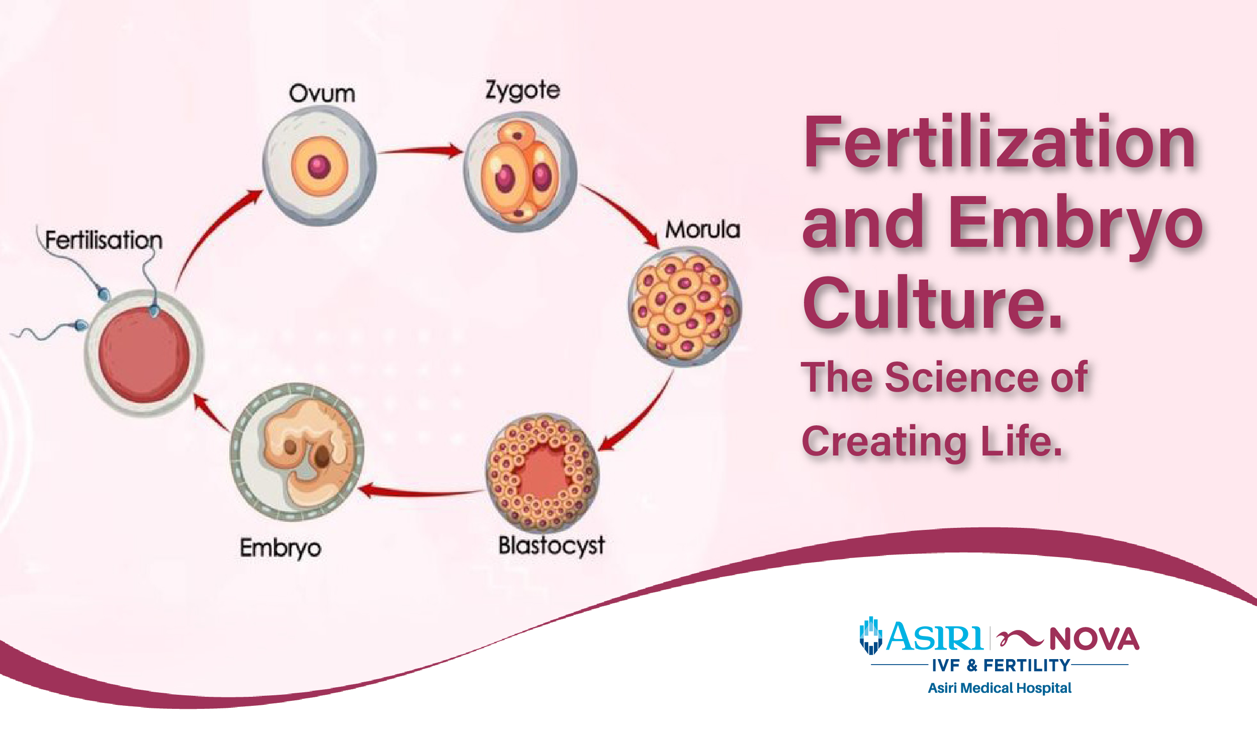 250208000222Fertilization_and_Embryo_Culture_The_Science_of_Creating_Life-01.jpg